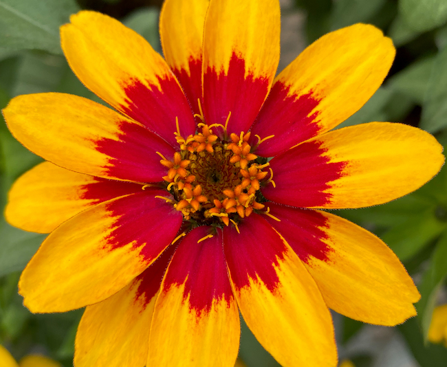 Zinnia AAS