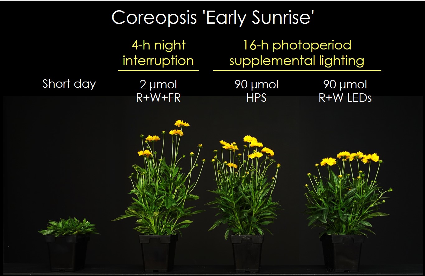 What are short-day and long-day plants?