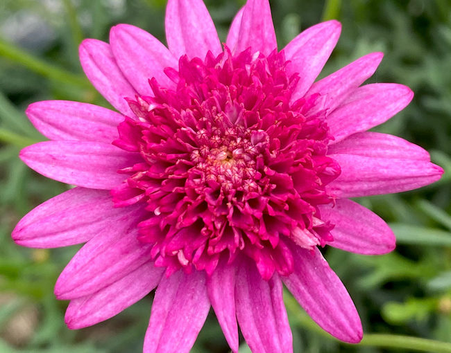 Argyranthemum Madeira - Suntory