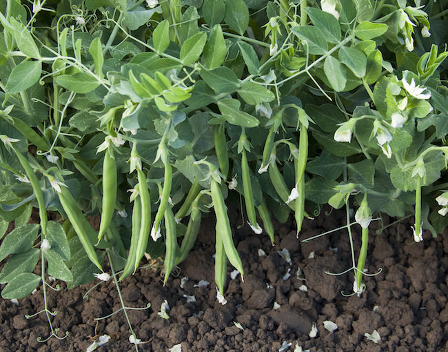 Snack pea Syngenta