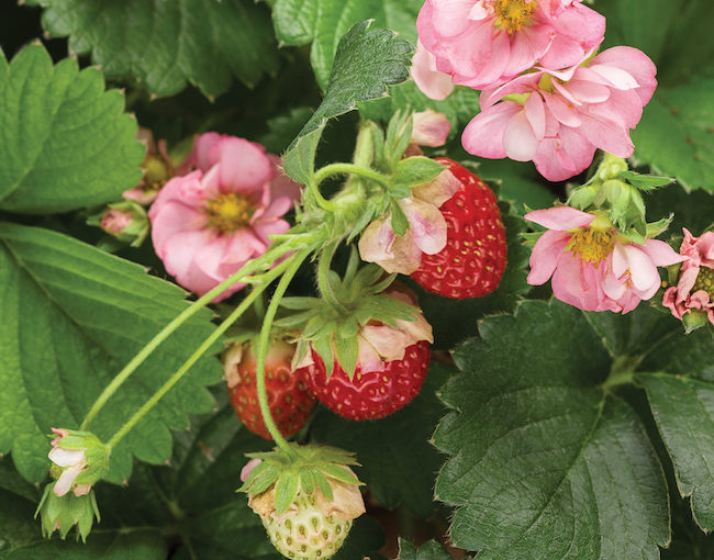Strawberry Proven Winners