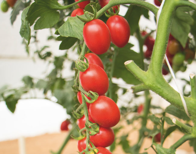 Burpee tomato