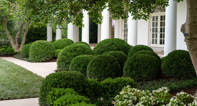 White House Rose Garden - Saunders Brothers boxwood