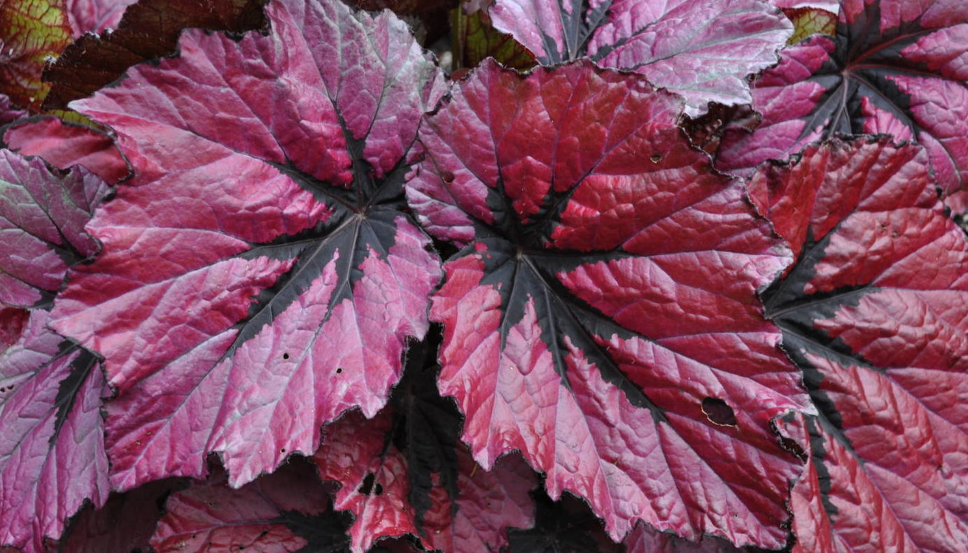 Culture Report: Begonia Silver and T-Rex Series - Greenhouse Product News