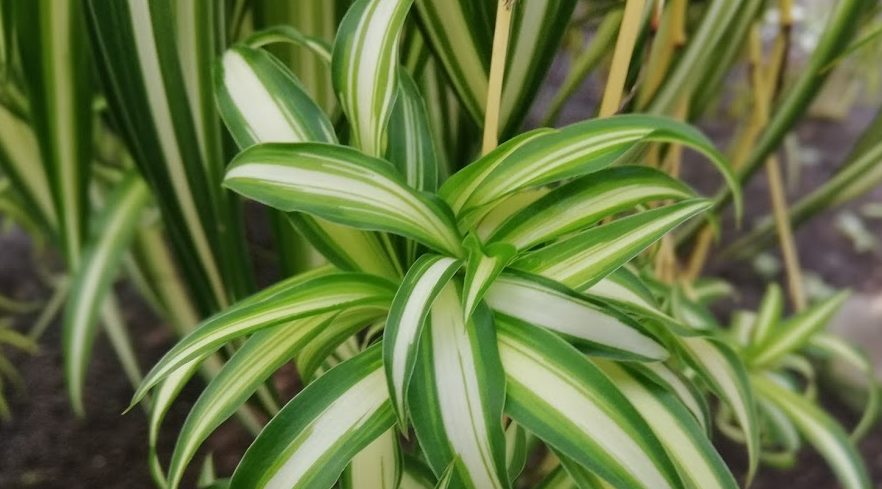 Spider Plant - University of Florida, Institute of Food and Agricultural  Sciences