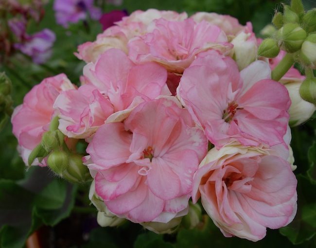 Syngenta Rosalie geranium