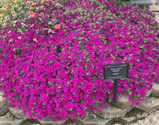 Itsy petunia - Syngenta