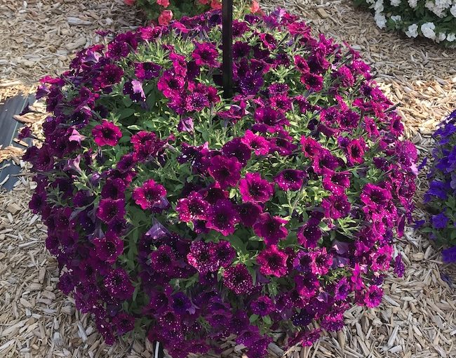 Danziger Splash Dance petunia