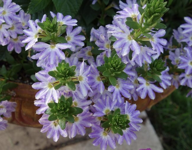 Whirlwind scaevola - Proven Winners