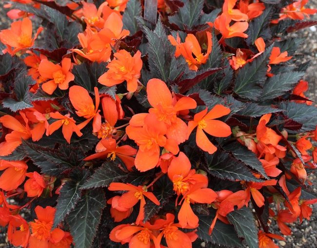 Begonia Iconia - Plantpeddler