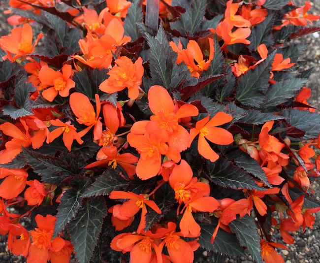 Begonia Iconia - Plantpeddler