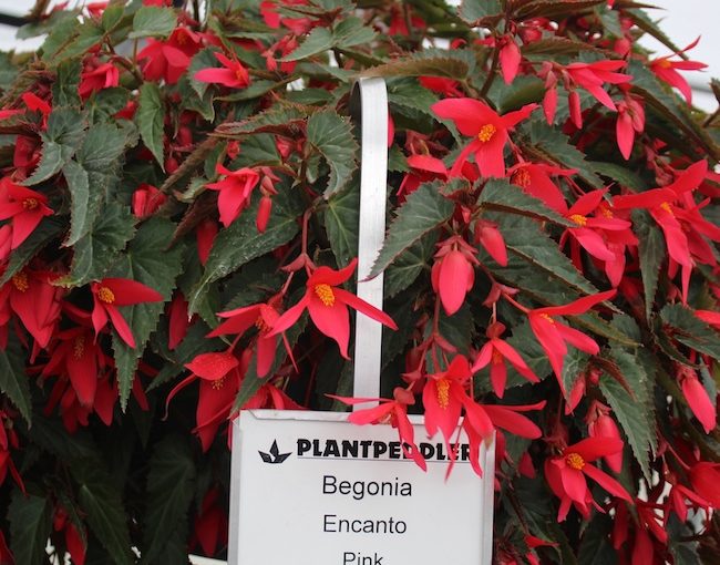 Begonia Encanto - Beekenkamp