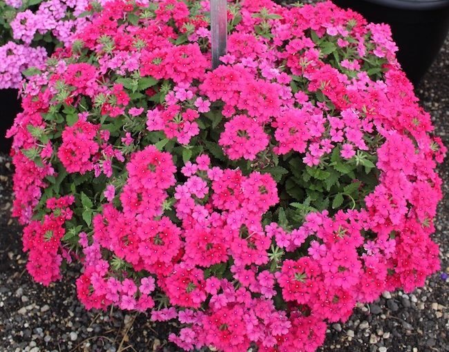 Danziger verbena - Plantpeddler
