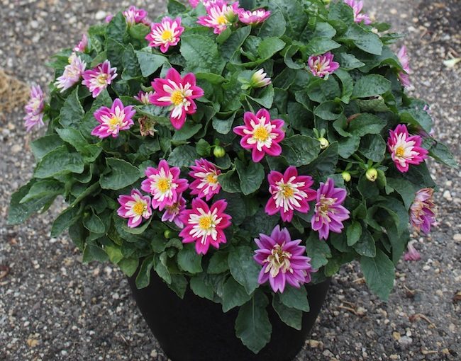 Lubega dahlia - Plantpeddler