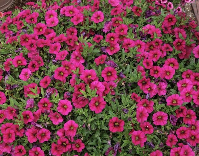 Calibrachoa Calitastic - Westhoff