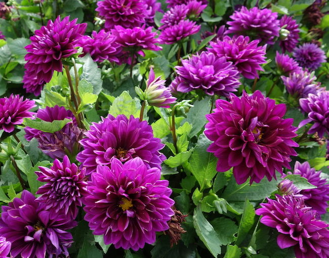 Labella Grande dahlia - Beekenkamp
