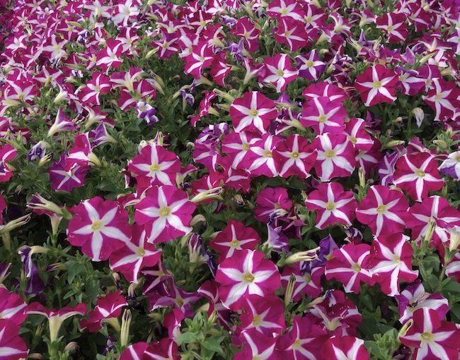 Petunia Surfinia - Suntory