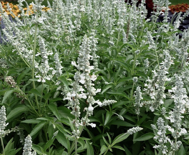 Salvia White Flame - Ball