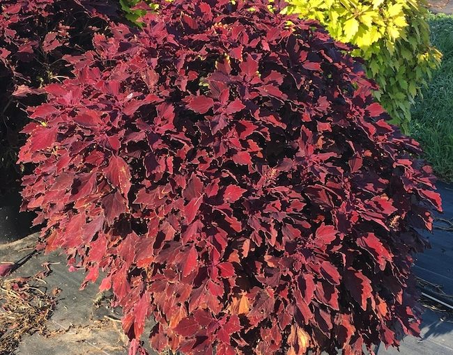 Coleus ColorBlaze Proven Winners
