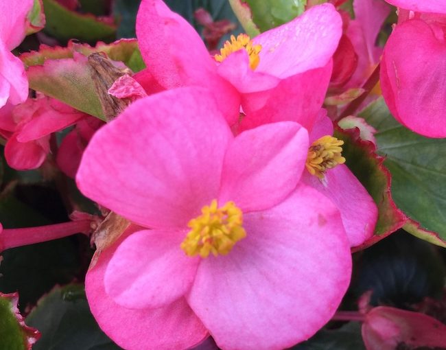 Begonia Sprint