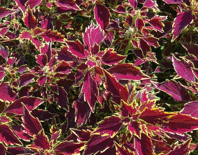Coleus Flame Thrower