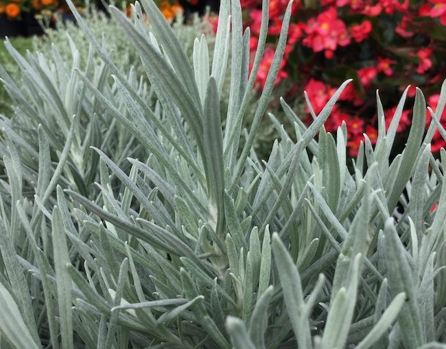 Selecta Helichrysum
