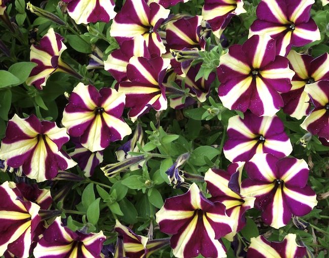 Amore petunia