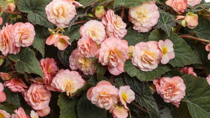 Begonia Double Delight - Proven Winners