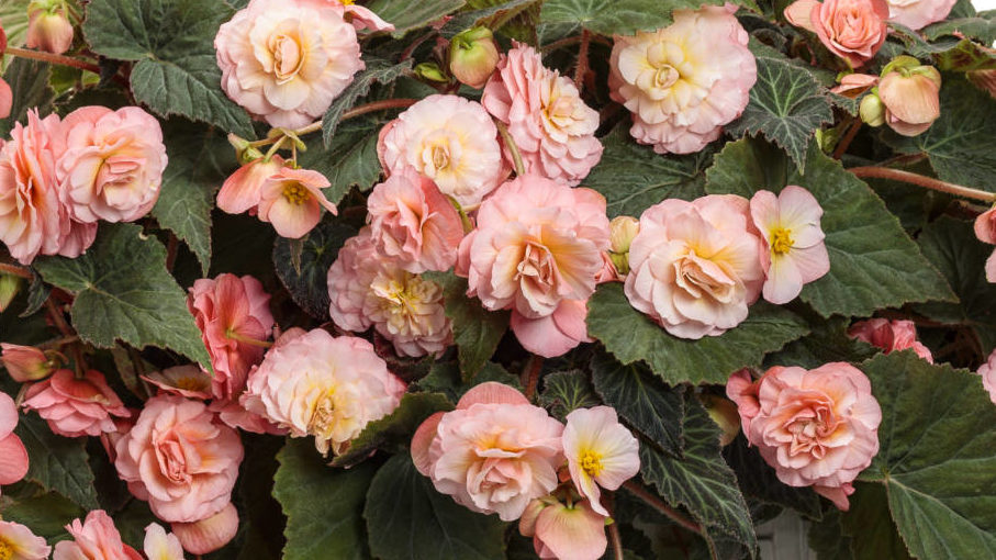 Culture Report: Begonia Double Delight Series - Greenhouse Product News