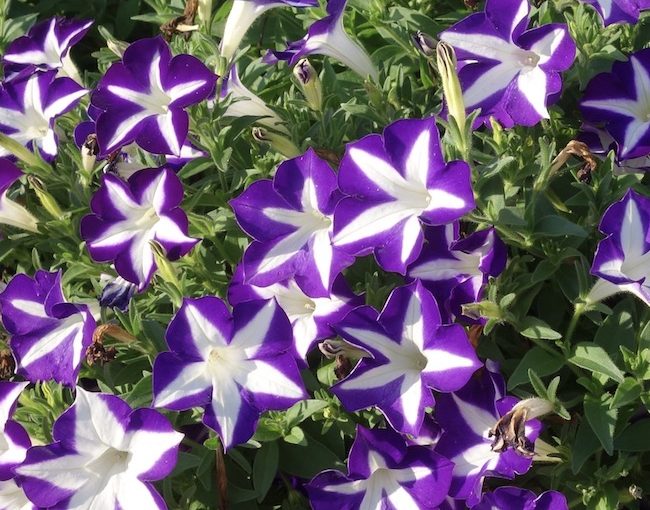 Blanket petunia - Green Fuse