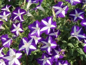 Blanket Blue Star petunia