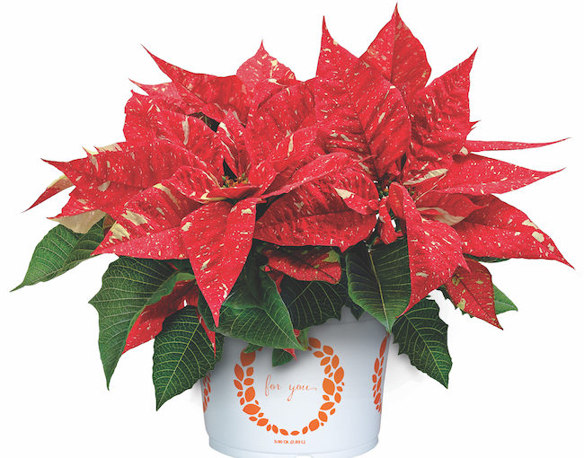 Candy Cane poinsettia