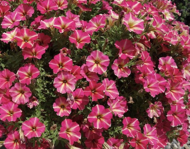 Crazytunia