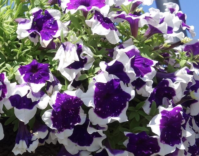 Main Stage petunia