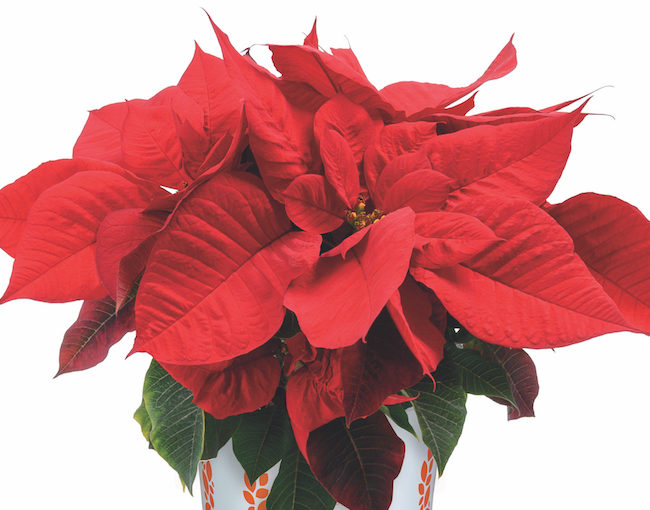 Dümmen poinsettia