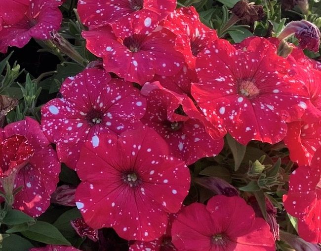 Surprise Sparkle petunia