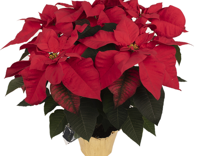 Toro poinsettia