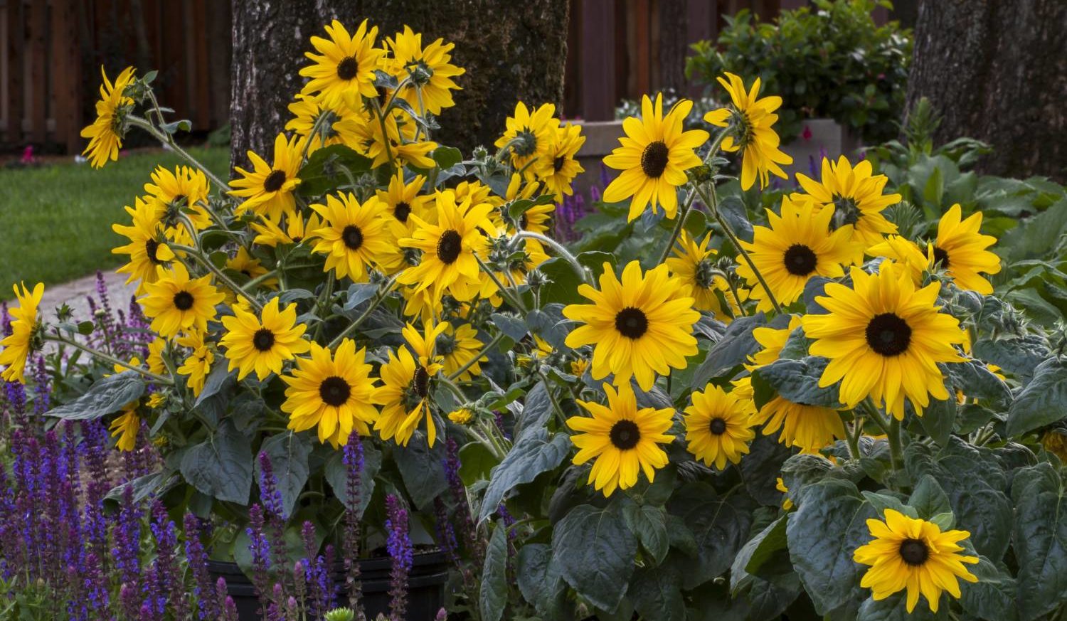 Celebrate the Sunflower   Greenhouse Product News