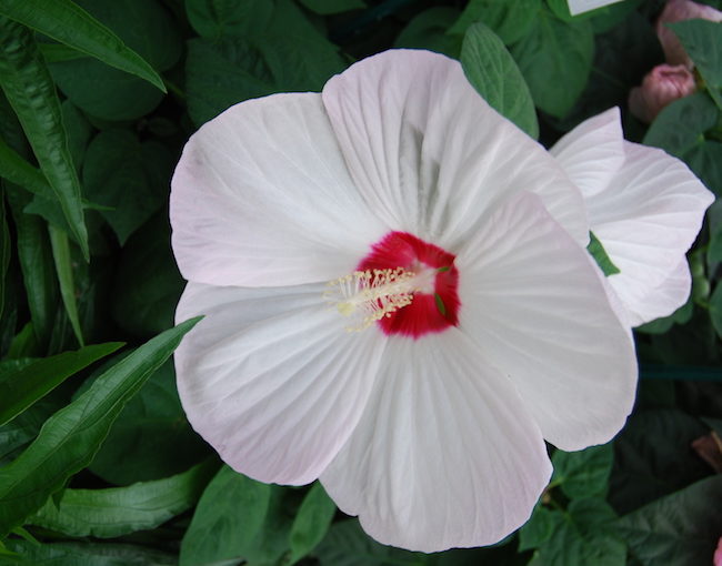 Luna hibiscus Ball