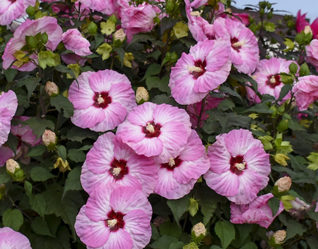 Summerific hibiscus