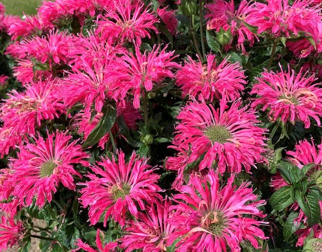 Monarda Walters Gardens