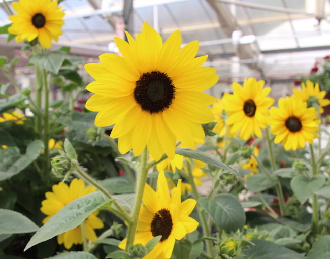 Sunfinity - Syngenta