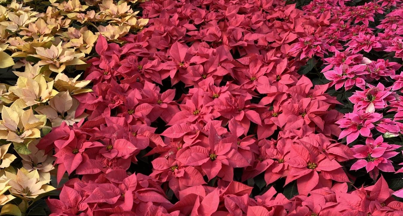 Poinsettia Trials Provide Memorable Additions To The Industry Greenhouse Product News