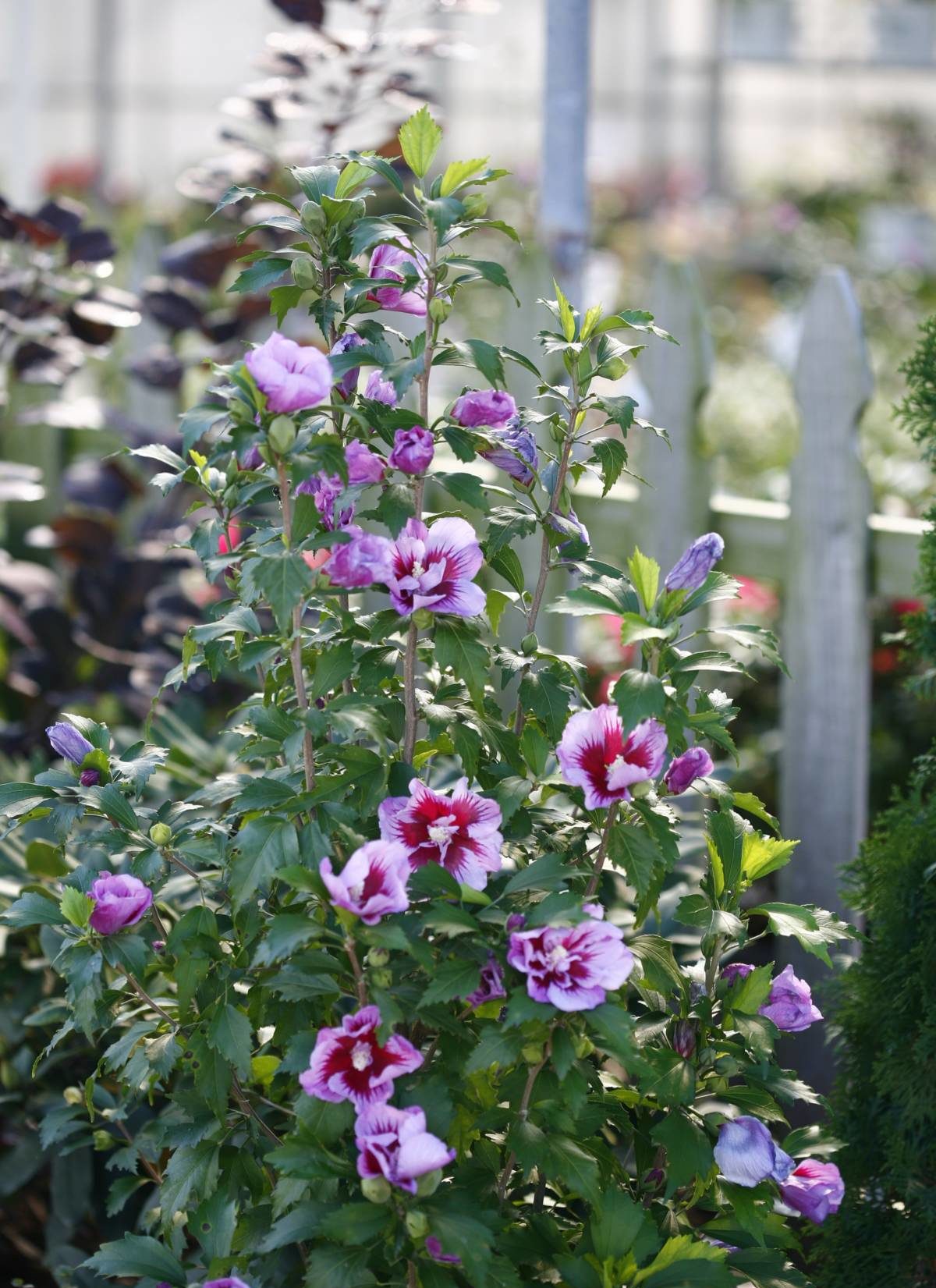 Pretty & Powerful Hardy Hibiscus Greenhouse Product News