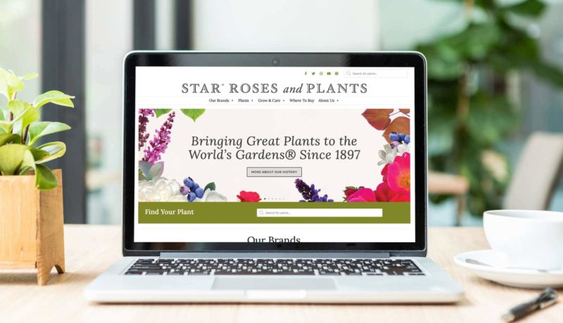 Star Roses and Plants