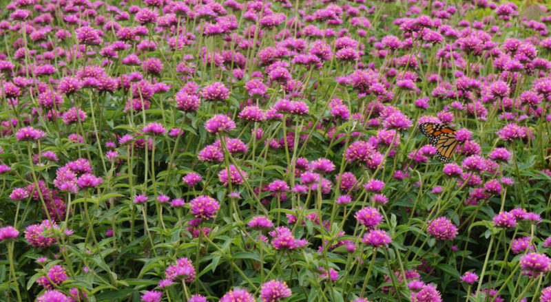 Gomphrena Truffula Pink