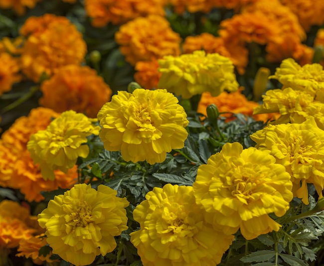 Marigold - Syngenta Flowers