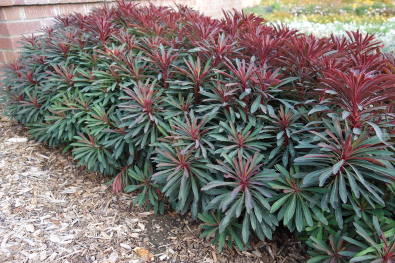 Euphorbia Miners Merlot