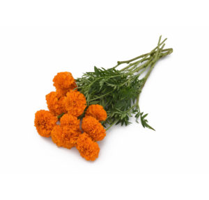 Xochi Orange Marigold
