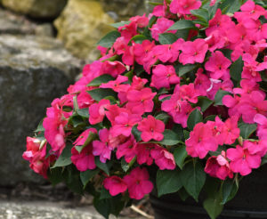 Impatiens 'Beacon Rose' - Greenhouse Product News